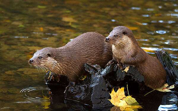 Fischotter im Tierpark der Fontanestadt Neuruppin Kunsterspring c Tierpark Kunsterspring
