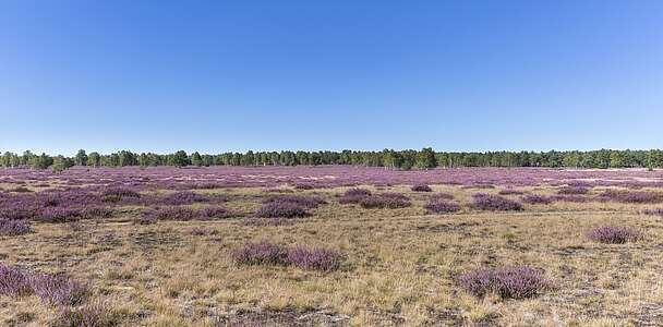 Niederlausitzer Heidelandschaft, Foto: TMB-Fotoarchiv/ Steffen Lehmann