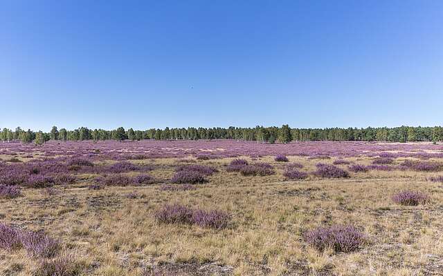 Niederlausitzer Heidelandschaft, Foto: TMB-Fotoarchiv/ Steffen Lehmann