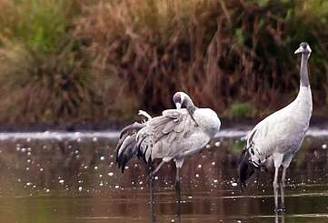 Heinz Sielmann Stiftung Wanninchen Kraniche Borcheltsbusch Foto Ralf Donat