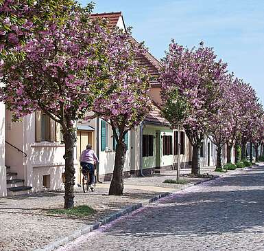 Altstadt Werder Havel mit Kirschblüte