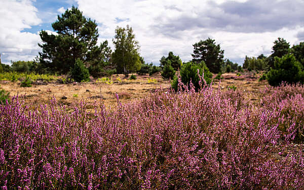 Schönower Heide