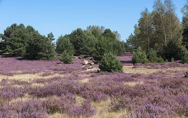 Blühende Heide Blühende Heide