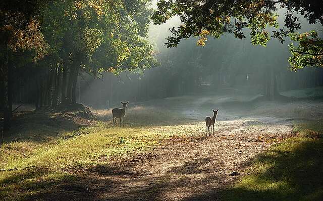 Wildgehege Glauer Tal Wildgehege Glauer Tal