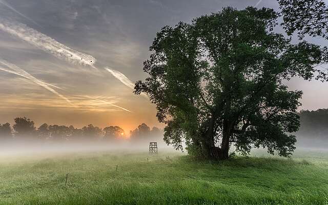 Morgentau auf den Spreewaldwiesen Morgentau auf den Spreewaldwiesen