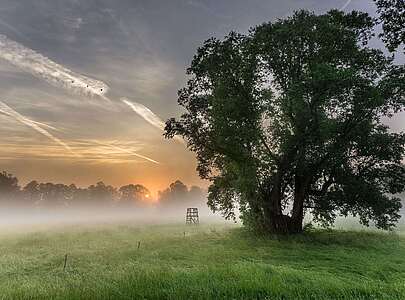 Morgentau auf den Spreewaldwiesen