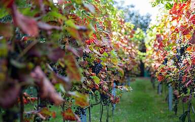 Weingarten Mittenwalde