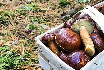 Pilzsuche im Wald