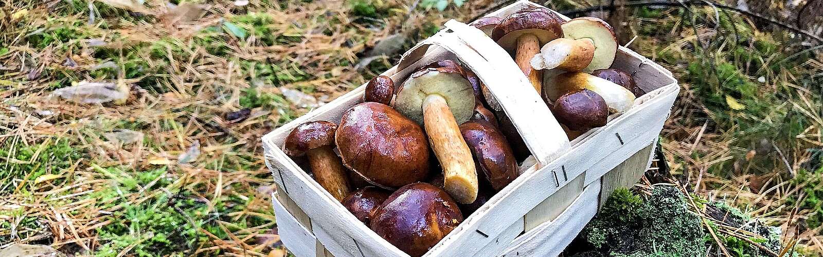 Pilzsuche im Wald