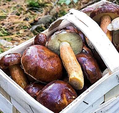 Pilzsuche im Wald