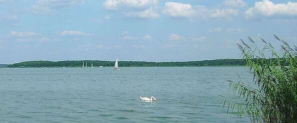 Blick auf den Schwielochsee