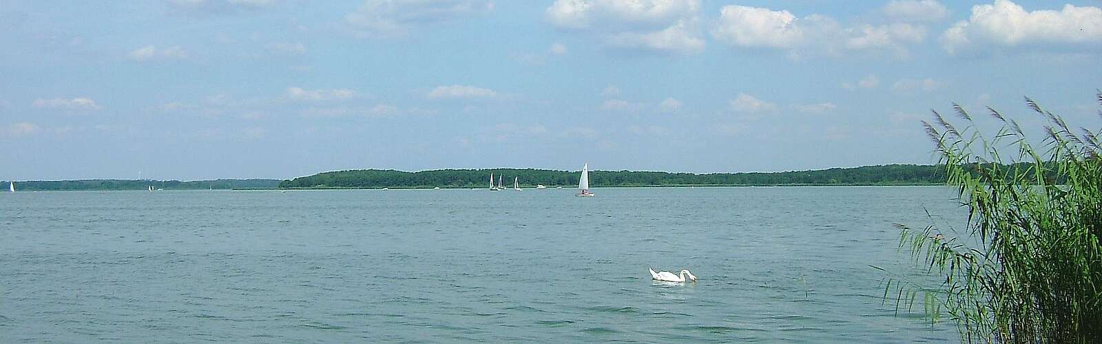Blick auf den Schwielochsee