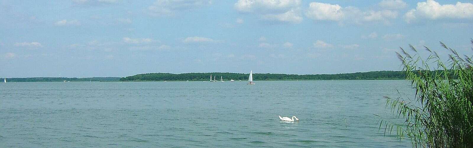 Blick auf den Schwielochsee