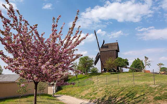 Bockwindmühle in Werder Bockwindmühle in Werder