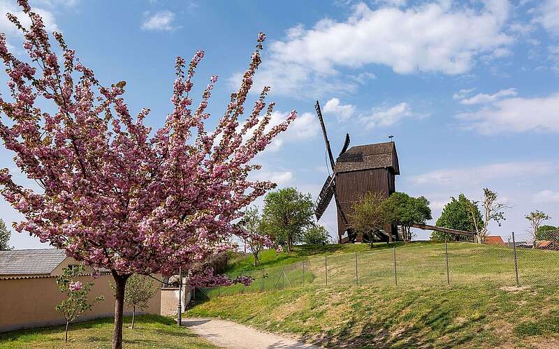 Bockwindmühle in Werder