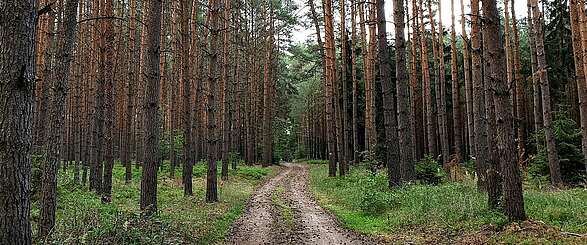 Findlingswanderweg im Hohen Fläming