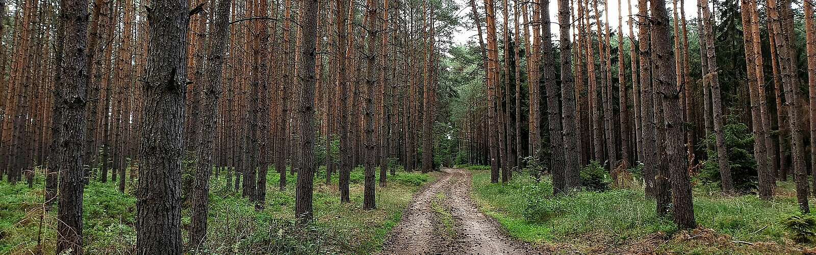 Findlingswanderweg im Hohen Fläming