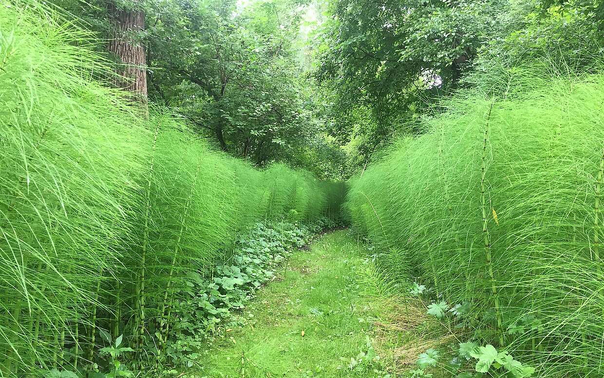 Riesenschachtelhalme im Forstbotanischen Garten in Eberswalde
