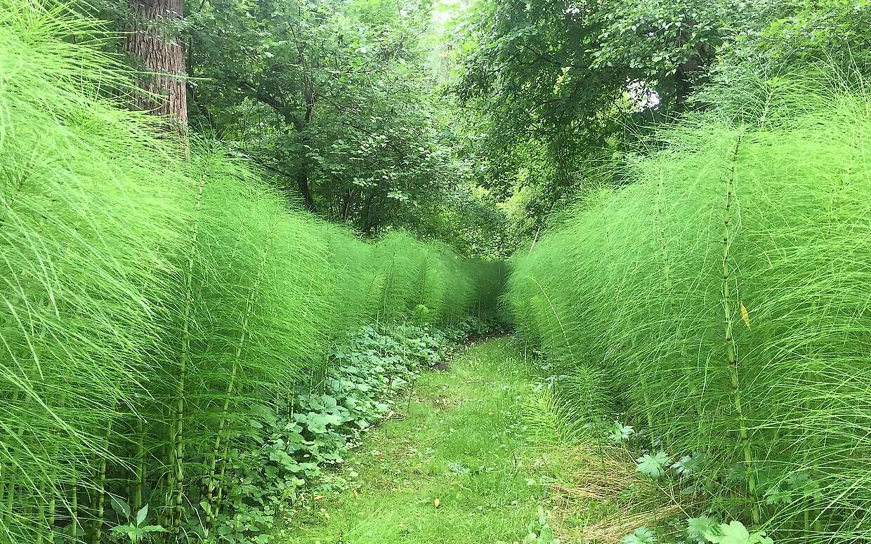 Riesenschachtelhalme im Forstbotanischen Garten in Eberswalde
