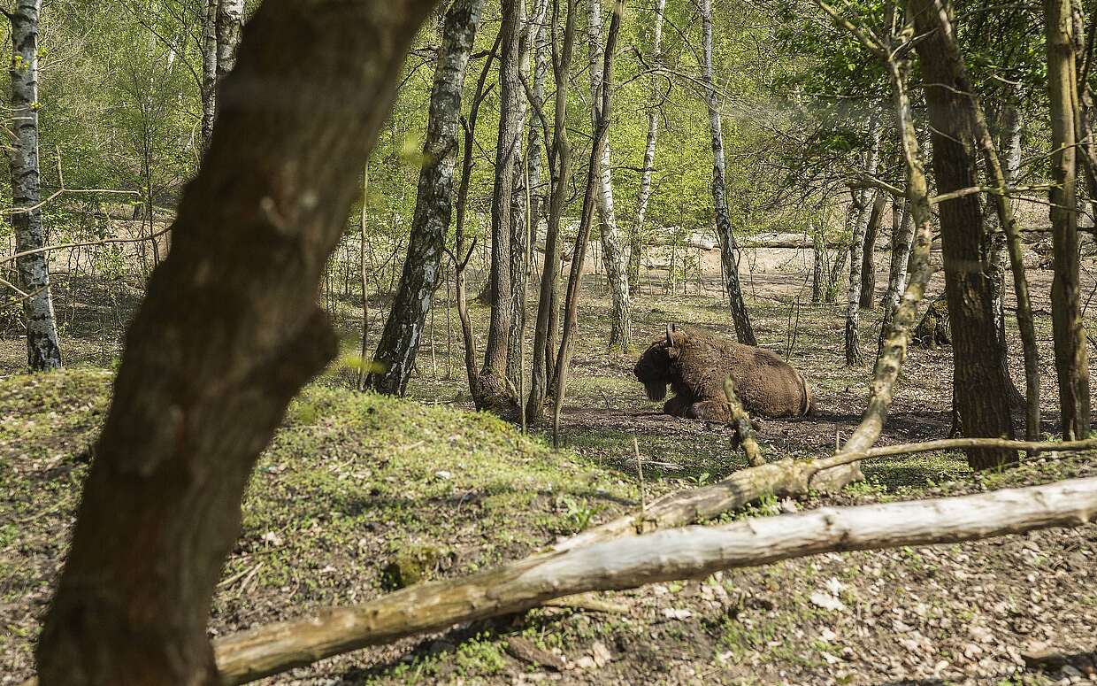 Wisent in Sielmanns Naturlandschaft Döberitzer Heide.