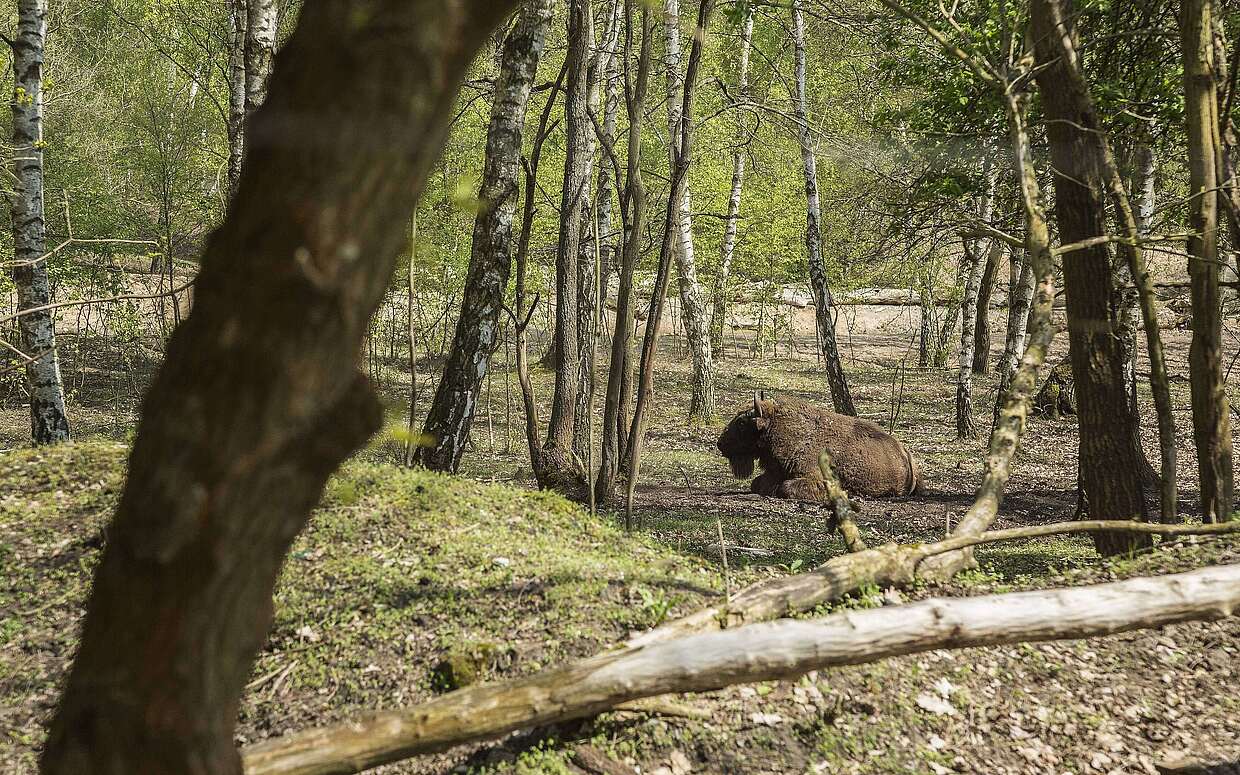 Wisent in Sielmanns Naturlandschaft Döberitzer Heide.
