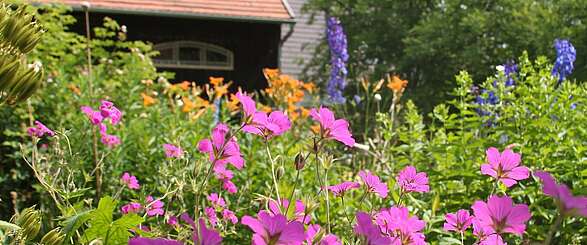 Blütenpracht im Bauerngarten