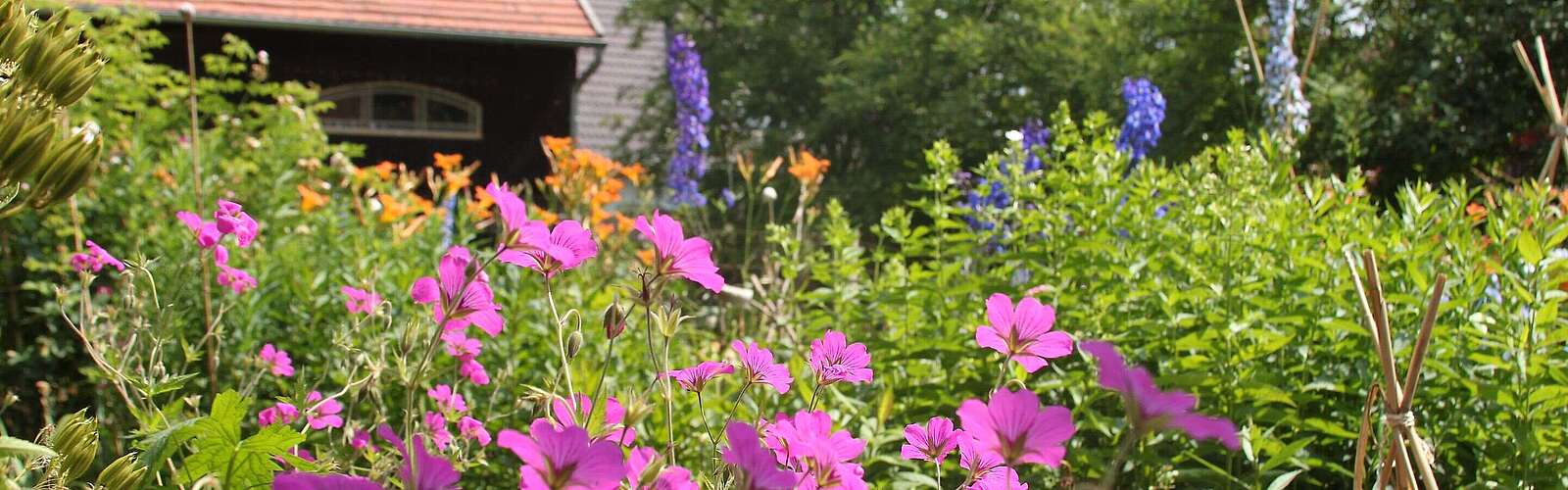 Blütenpracht im Bauerngarten