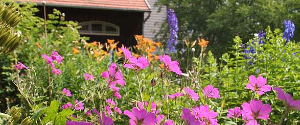 Blütenpracht im Bauerngarten