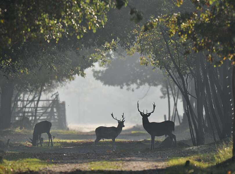 Damwild im Wildgehege Glauer Tal