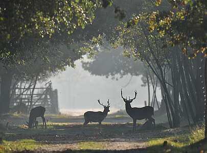 Damwild im Wildgehege Glauer Tal