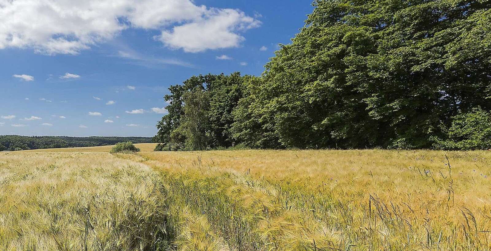 Landschaft bei Haßleben in der Uckermark
