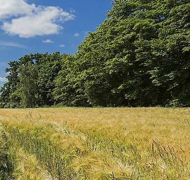 Landschaft bei Haßleben in der Uckermark