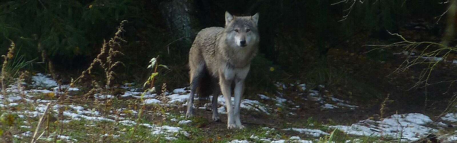 Wolf im Gehege