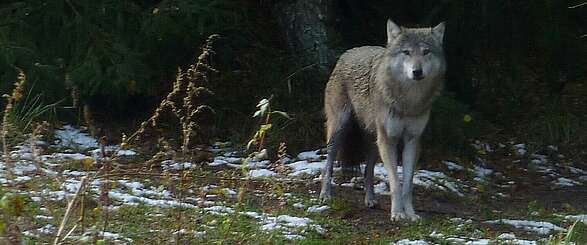 Wolf im Gehege