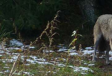 Wolf im Gehege