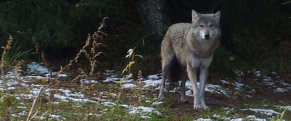 Wolf im Gehege