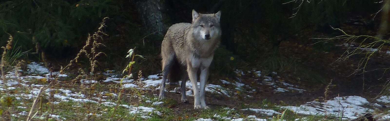 Wolf im Gehege
