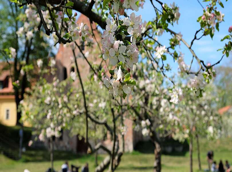 Blütenpracht am Kloster Lehnin