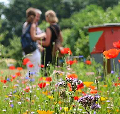 Blumenwiese im Sommer