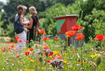 Blumenwiese im Sommer
