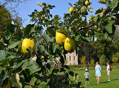 Skulpturenpark Schwante Quittenstrauch