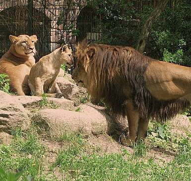 Löwen im Zoo Eberswalde