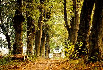 Allee zum Gut Boltenhof