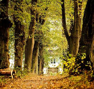 Allee zum Gut Boltenhof