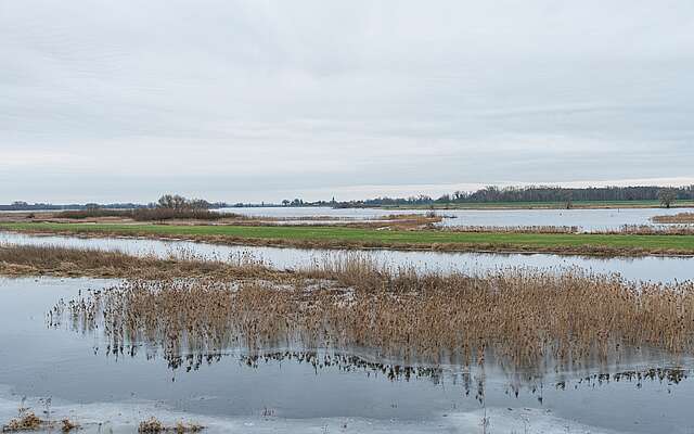 Flusslandschaft Elbe im Winter