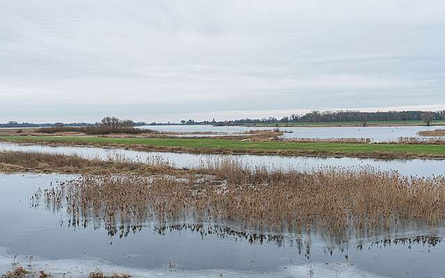 Flusslandschaft Elbe im Winter