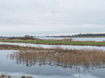 Flusslandschaft Elbe im Winter