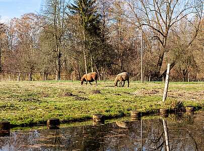 Tiere im Spreewald
