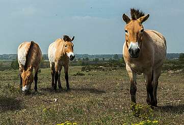 Przewalski-Pferde in Sielmanns Naturlandschaft Döberitzer Heide