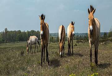 Przewalski-Pferde in Sielmanns Naturlandschaft Döberitzer Heide